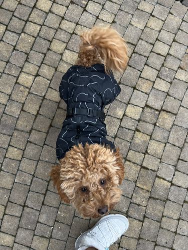 Customer photo review of Winter Suit for Dogs