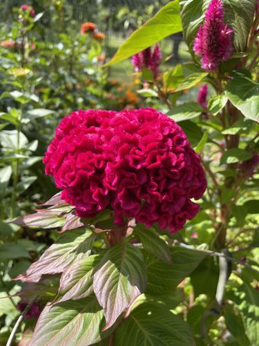 Customer photo review of Celosia (Cockscomb)