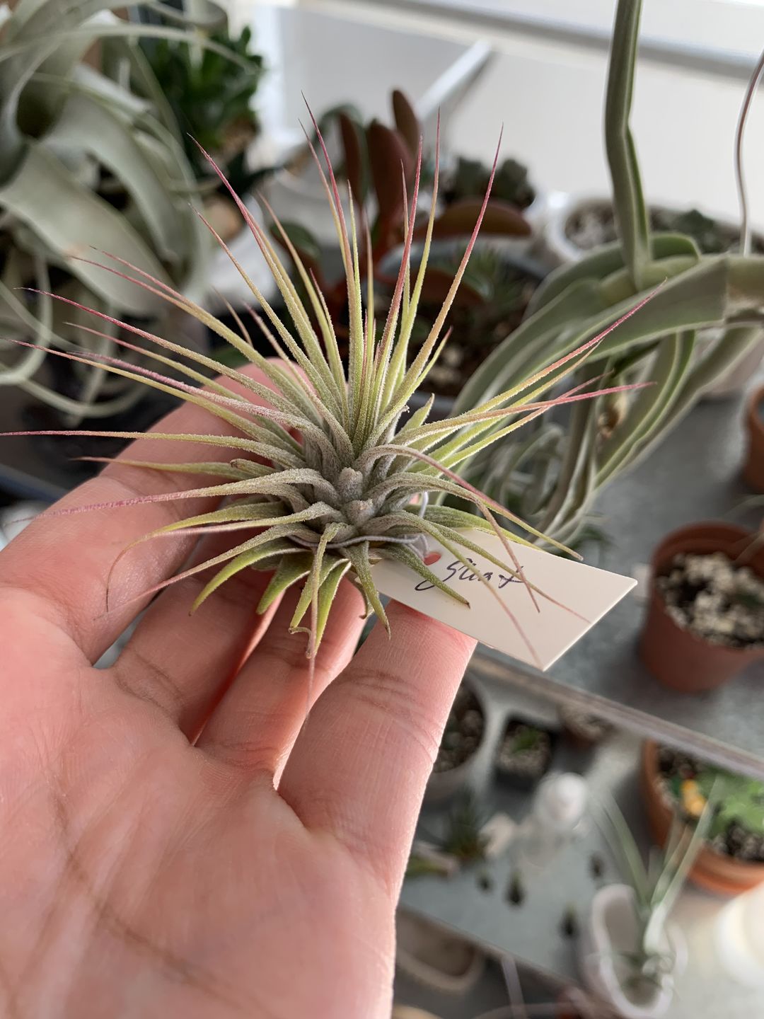 Customer photo review of Ionantha Guatemala