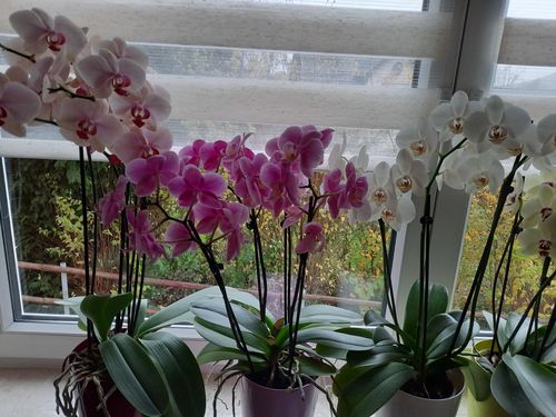 Customer photo review of Große Two of Us Vintage Pink mit altrosa Blüten und 4 Stielen