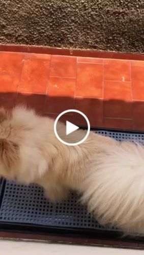 Customer video review of Weasy Cão