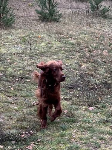 Customer photo review of Forever Young