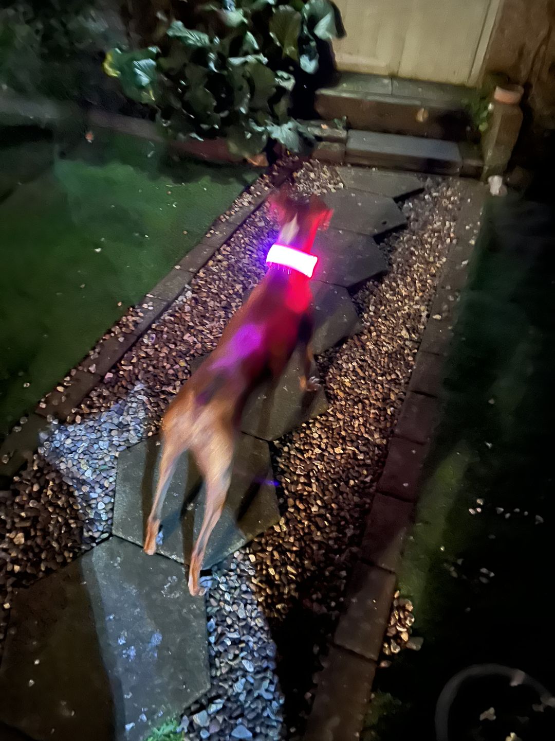 Customer photo review of LED Glow Pet Collar - USB Rechargeable