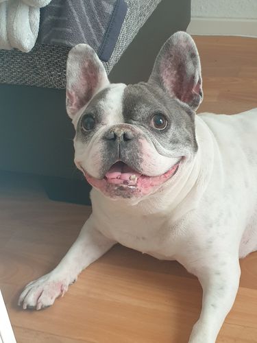 Customer photo review of Happy Hips