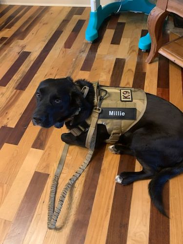 Customer photo review of 10-In-1 Tactical K9 Harness System - Full Set Dog Harness Bundle (Includes: Tactical No-Pull Dog Harness + Bungee Leash + Collar + MOLLE Pouches + First Aid Kit + 12 Hook & Loop Patches + Dog Goggles + Safety Belt + Travel Water Bowl + Dog Waste Bags)