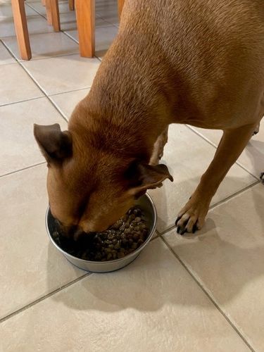 Customer photo review of SALMON & OCEAN FISH - FOR SENSITIVE DOGS 3KG (ADULT)