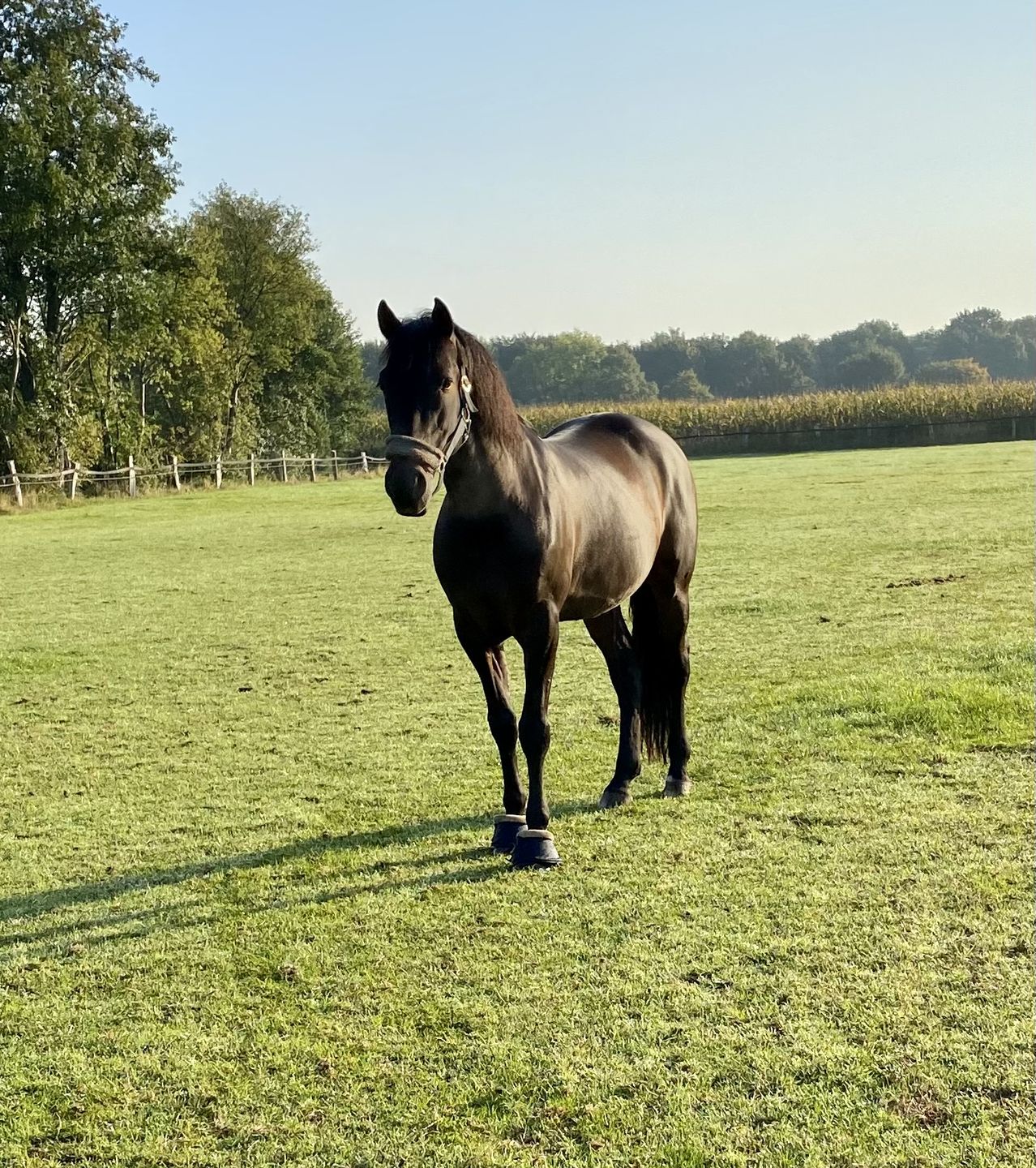 Customer photo review of Kristallkraft Brave Horse
