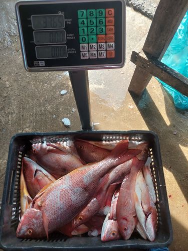 Customer photo review of Bascula Plataforma 200 Kg Electrica