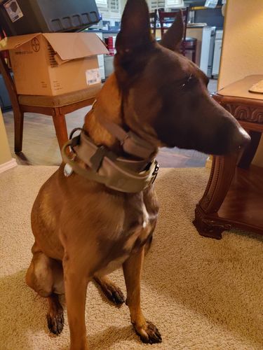 Customer photo review of Explorer