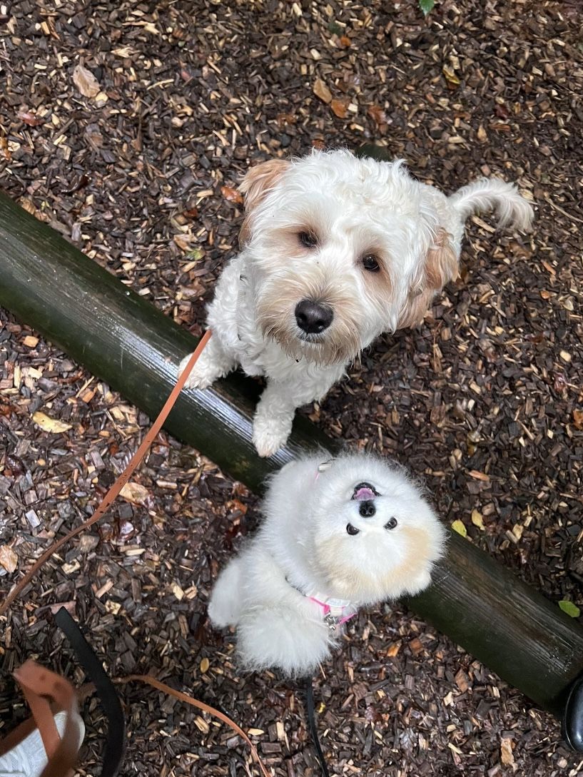 Customer photo review of Hundekekse - Apfel-Fenchel - 2 mg CBD - Total 480 mg CBD (vegan)