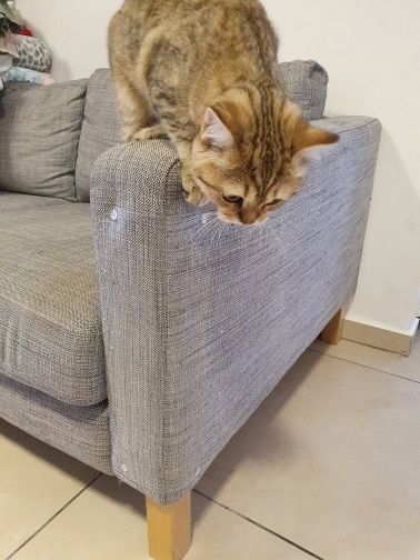 Customer photo review of Feline Furniture Guard