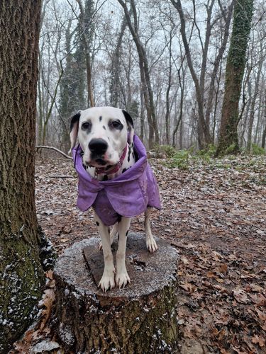Customer photo review of Visibility Winter Jacket Lilac for Dogs