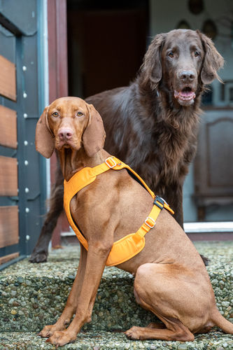 Customer photo review of Visibility Harness for Dogs Orange
