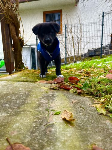 Customer photo review of LED Svetilka: Pet Portrait