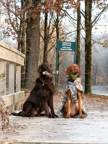 Customer photo review of Visibility Winter Jacket Camo for Dogs