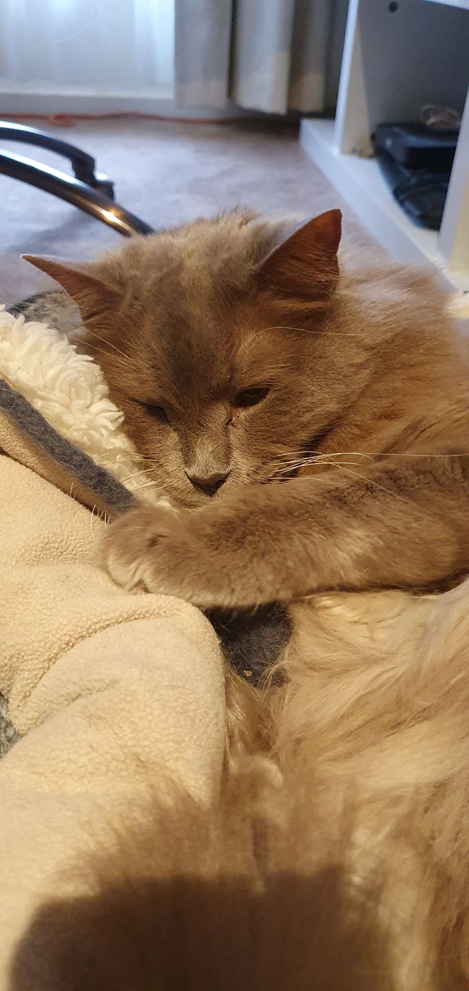 Customer photo review of Felt Mouse Toy for Cats