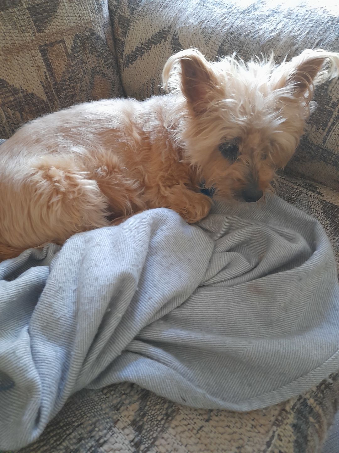 Customer photo review of Dual-Head Safe Pet Dematting Comb