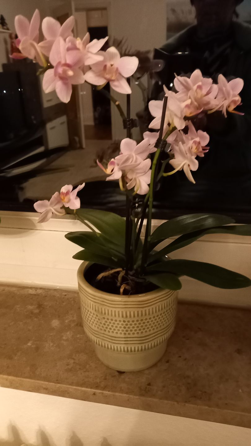 Customer photo review of Table Dance Pia mit rosa Blüten und 3+ Stielen
