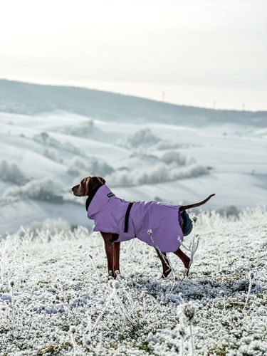 Customer photo review of Visibility Winter Jacket Lilac for Dogs