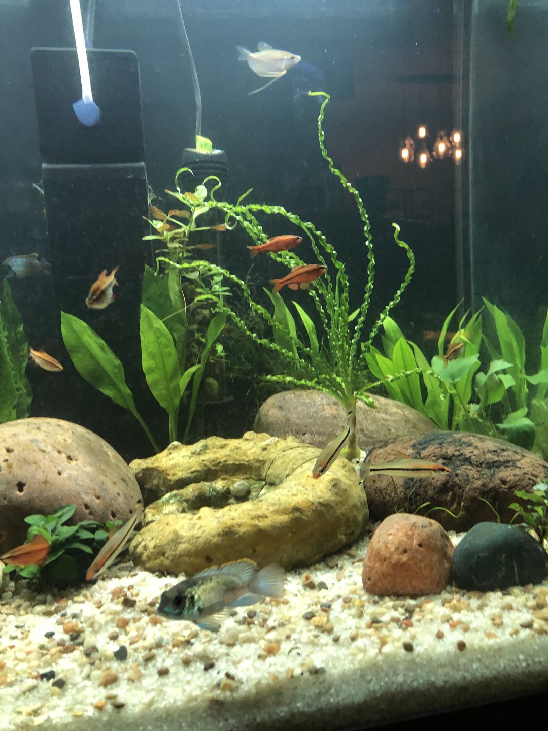 Customer photo review of Shark PRO