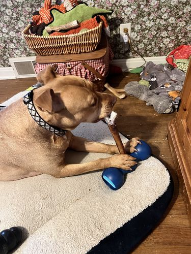 Customer photo review of 12 Inch Monster Bully Sticks