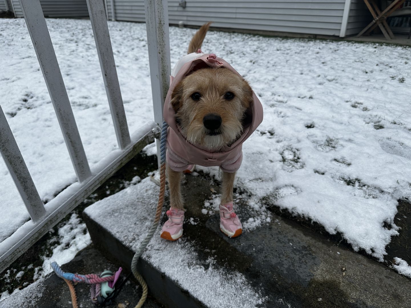 Customer photo review of CLIMAPAW Raincoat and Boots Set