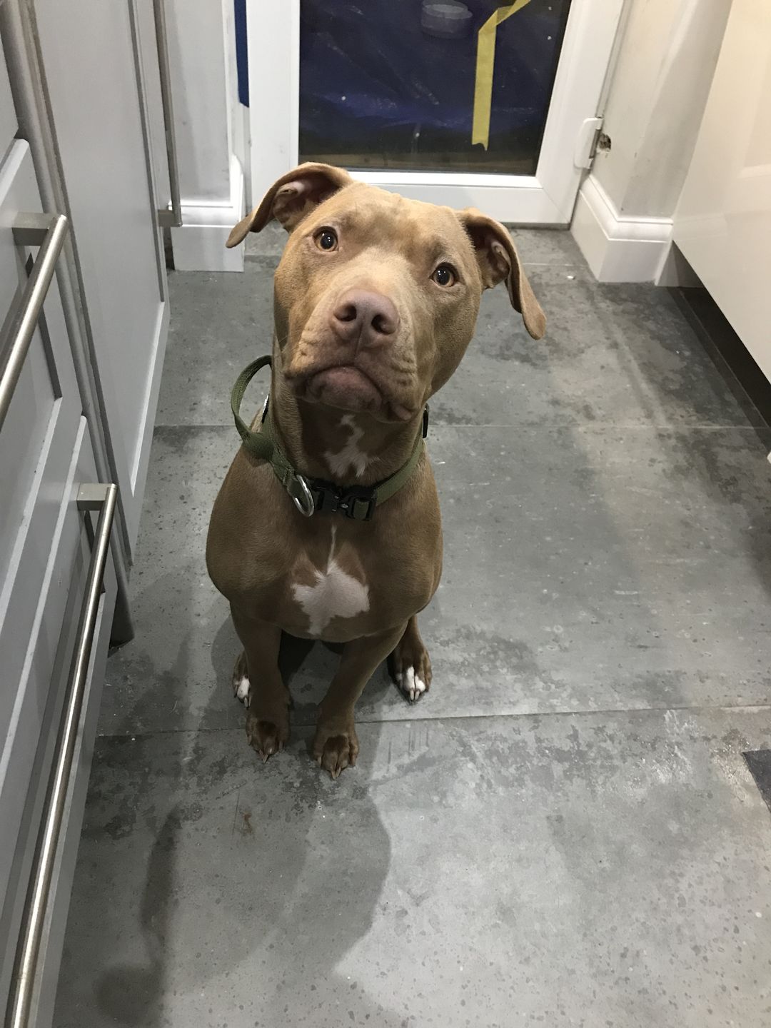 Customer photo review of 2.5cm Combat® Collar | With Handle & Rated Clip - Khaki v2.0