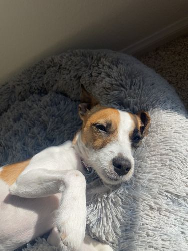 Customer photo review of NutraLeaf® Vegan Fat Burner 6 Bottles