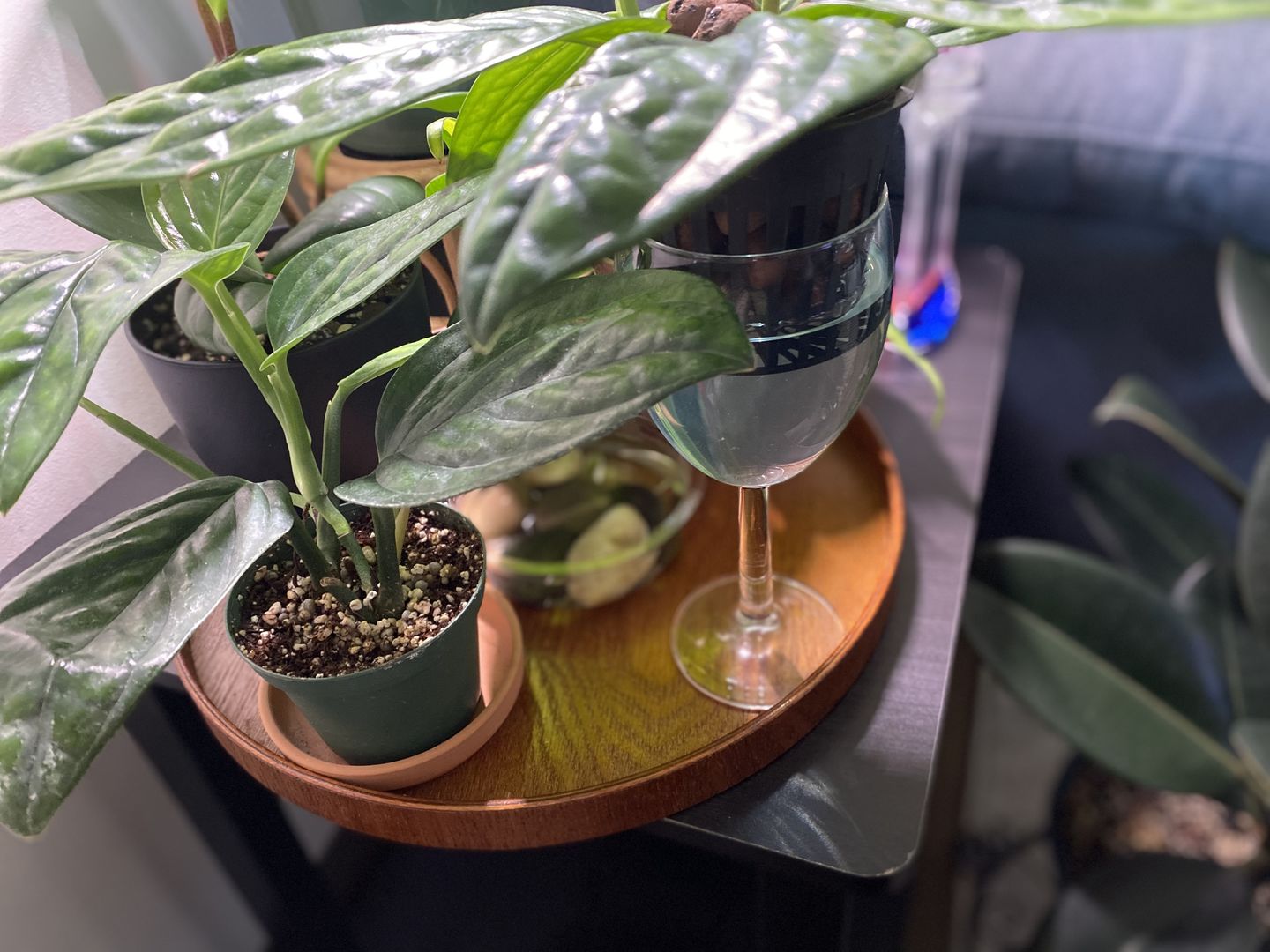 Customer photo review of 3" Monstera sp. 'Peru'
