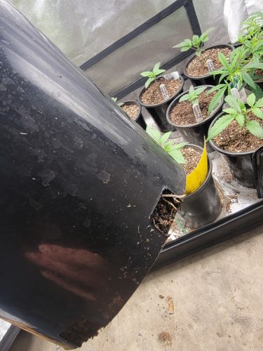 Customer photo review of Gaia Green Power Bloom Fertilizer 2-8-4