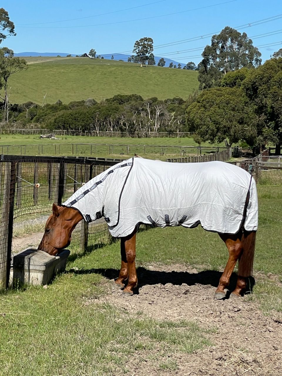 Customer photo review of Rambo Natura Summer Sheet