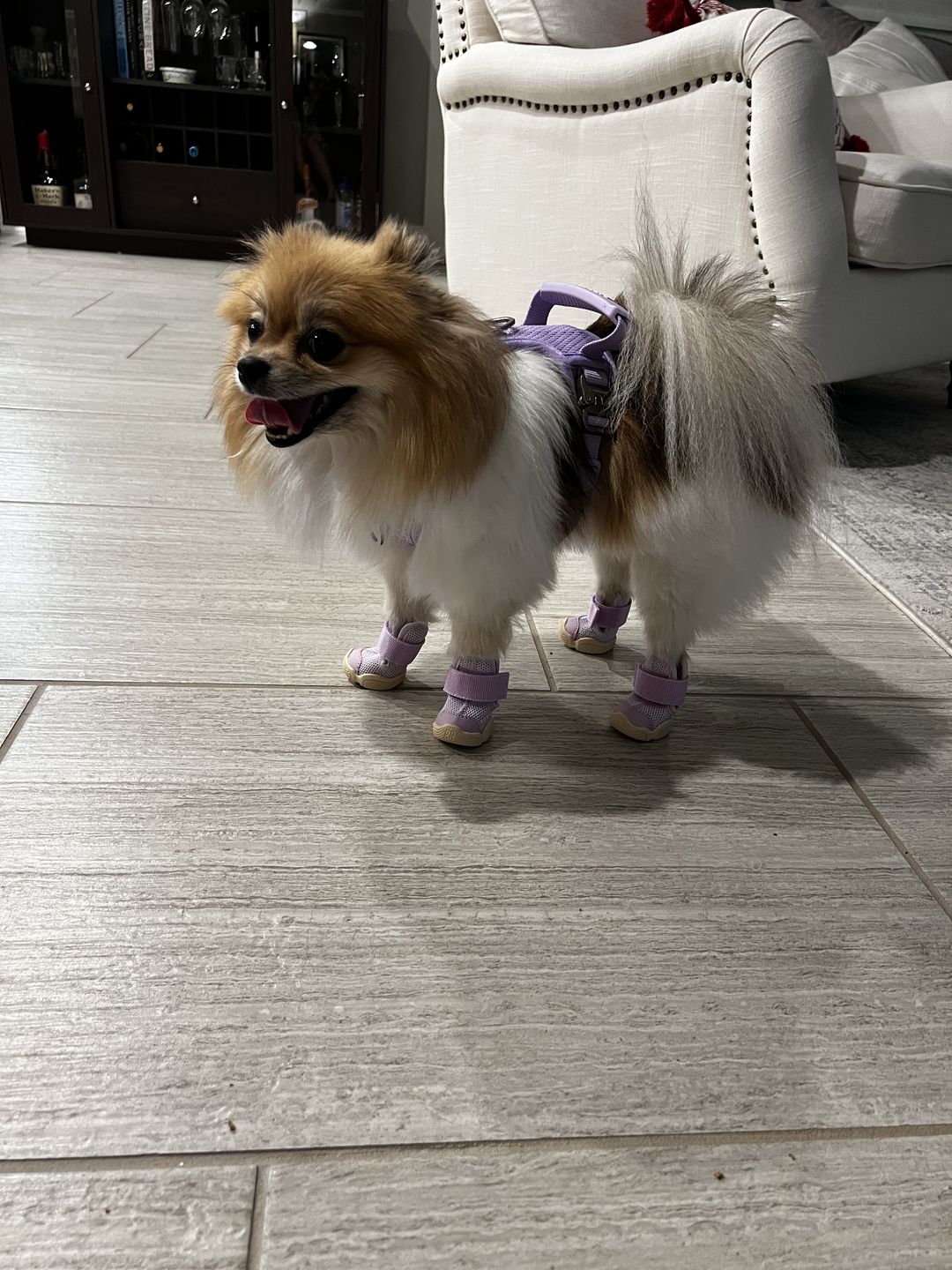 Customer photo review of Commuter Sneaker, Harness and Leash Set