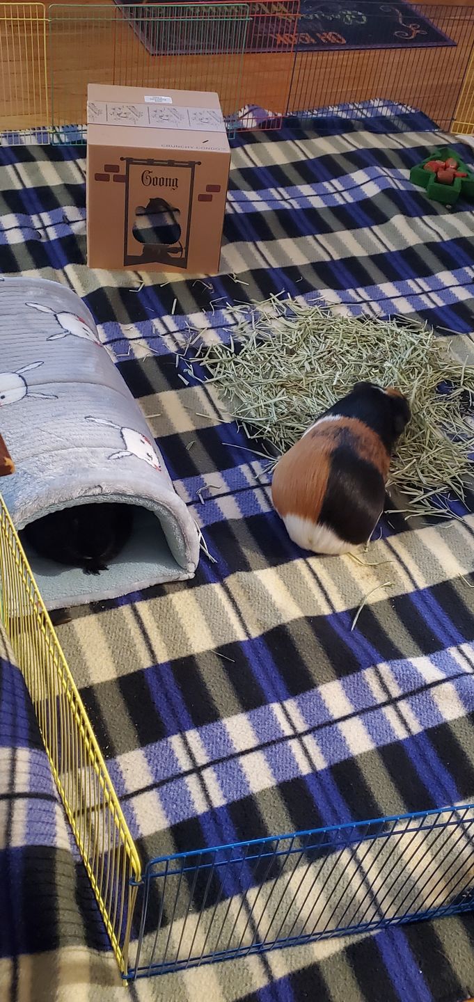 Customer photo review of Offbeat Piggy Play Package - Guinea Pig Toy - Soft and Cuddly