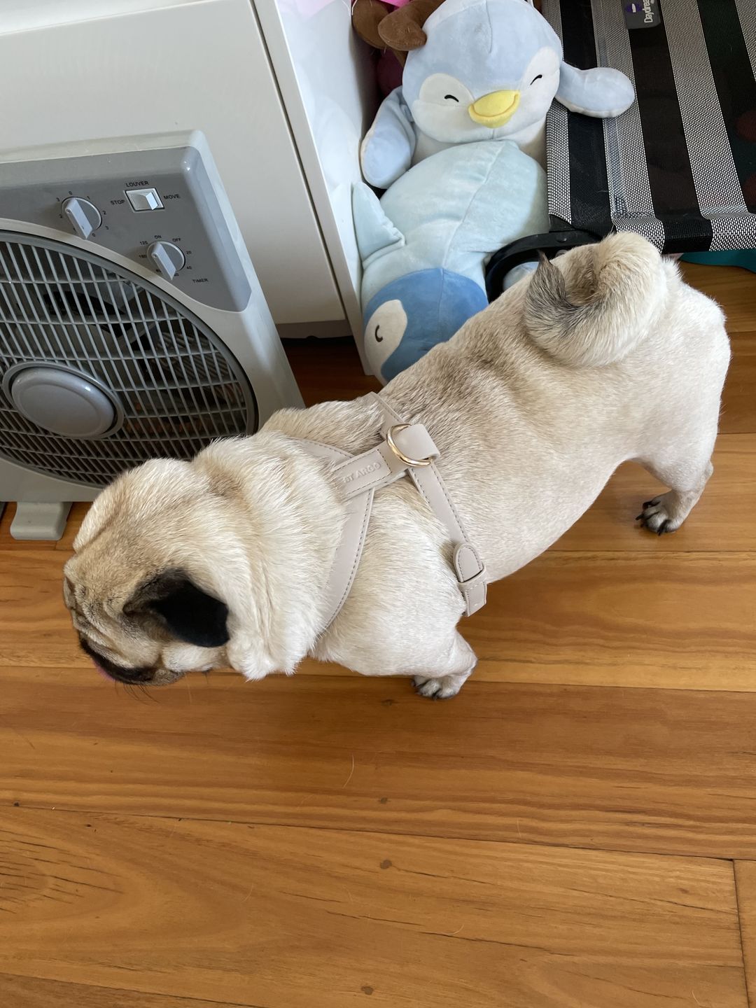 Customer photo review of HARNESS - Taupe