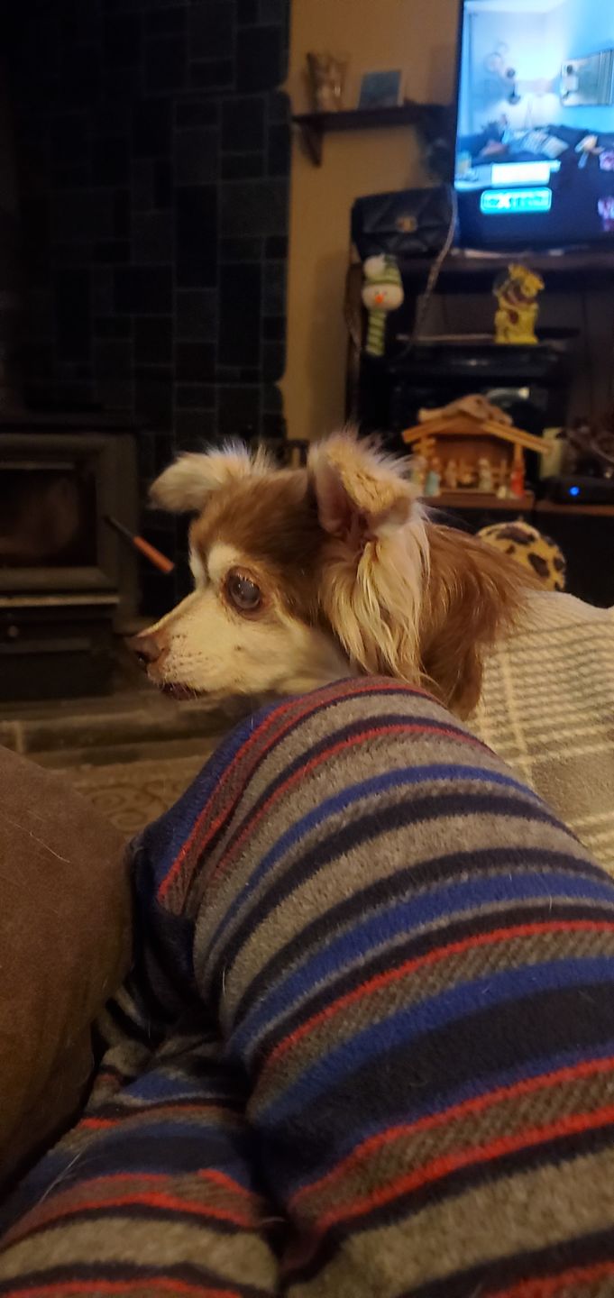 Customer photo review of Royal Canin Veterinary Diet - Hepatic Canned Dog Food