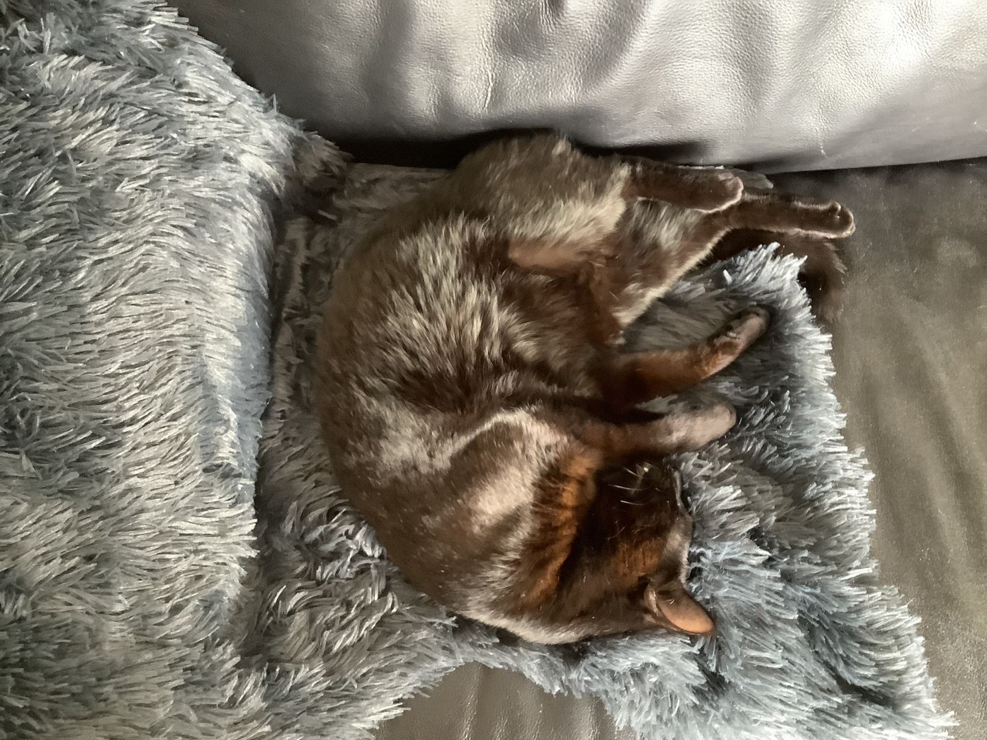 Customer photo review of Matching Calming Blanket