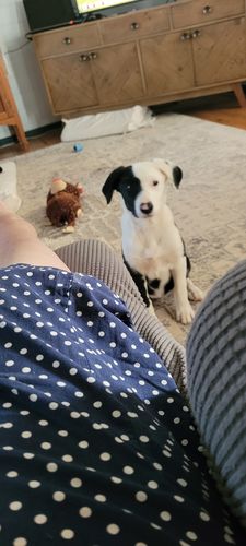 Customer photo review of Puppy Chews
