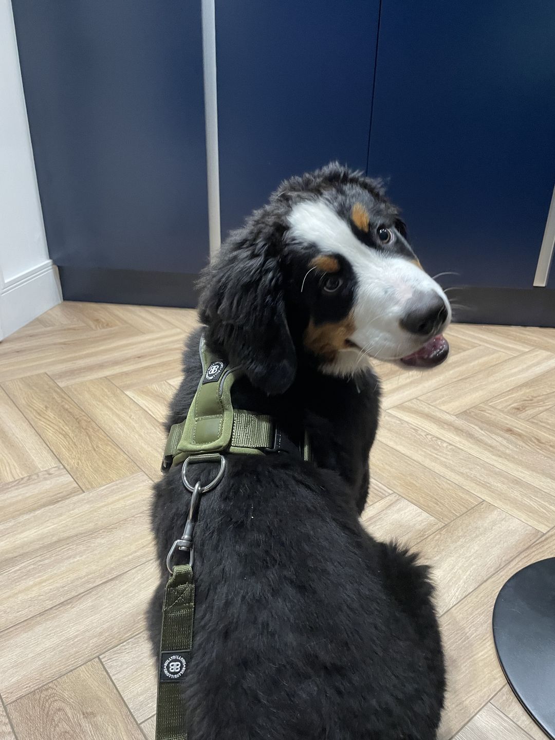 Customer photo review of RR - Slip on Padded Comfort Harness | Non Restrictive & Reflective - Khaki