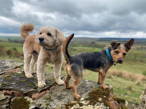 Customer photo review of Personalised Chopping Board - Dog Breed & Name