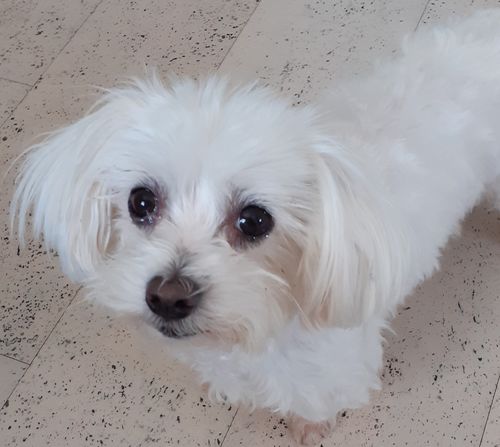 Customer photo review of Lucky Belly Probe