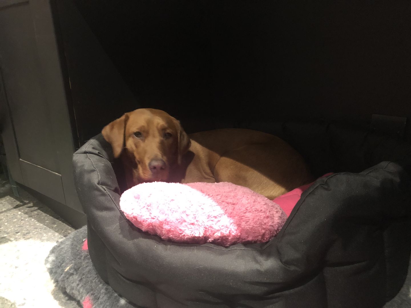 Customer photo review of Country Dog Heavy Duty Oval Waterproof Bed
