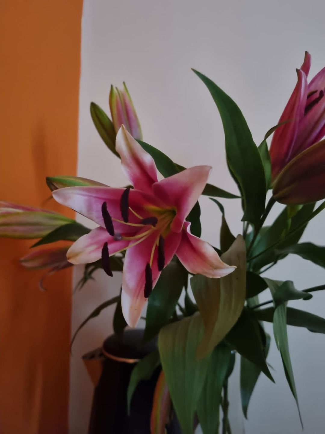 Customer photo review of Oriental Lily