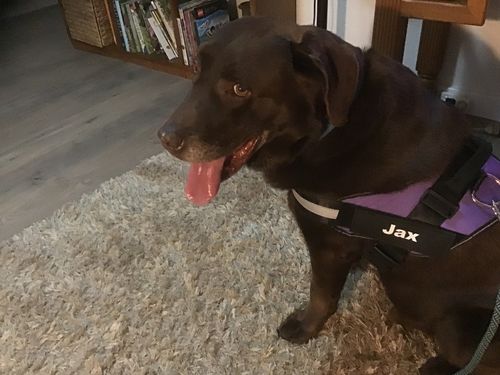 Customer photo review of No Pull Dog Harness Australia