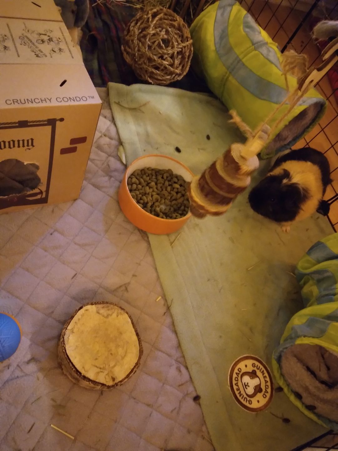Customer photo review of GuineaDad Liner - Guinea Pig Fleece Liner with Pockets