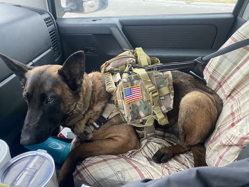 Customer photo review of 10-In-1 Tactical K9 Harness System - Full Set Dog Harness Bundle (Includes: Tactical No-Pull Dog Harness + Bungee Leash + Collar + MOLLE Pouches + First Aid Kit + 12 Hook & Loop Patches + Dog Goggles + Safety Belt + Travel Water Bowl + Dog Waste Bags)