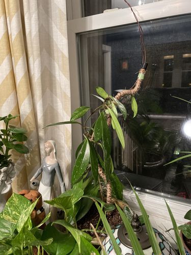Customer photo of The Original Bendable Coir Pole™ - Best Seller (Tape Included) from Valerie C.