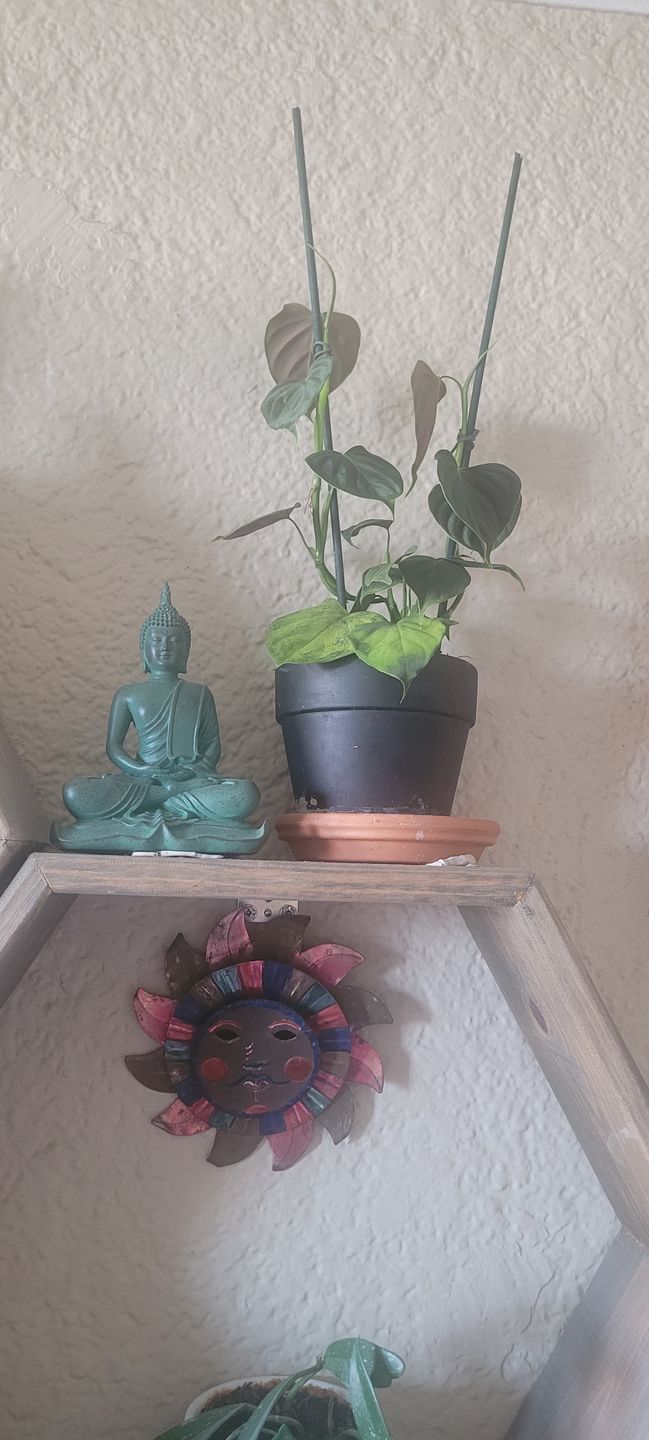 Customer photo review of 3" Philodendron lupinum