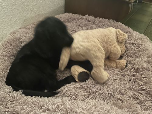 Customer photo review of Puppery Hundebett Wolke 7 - Das Original