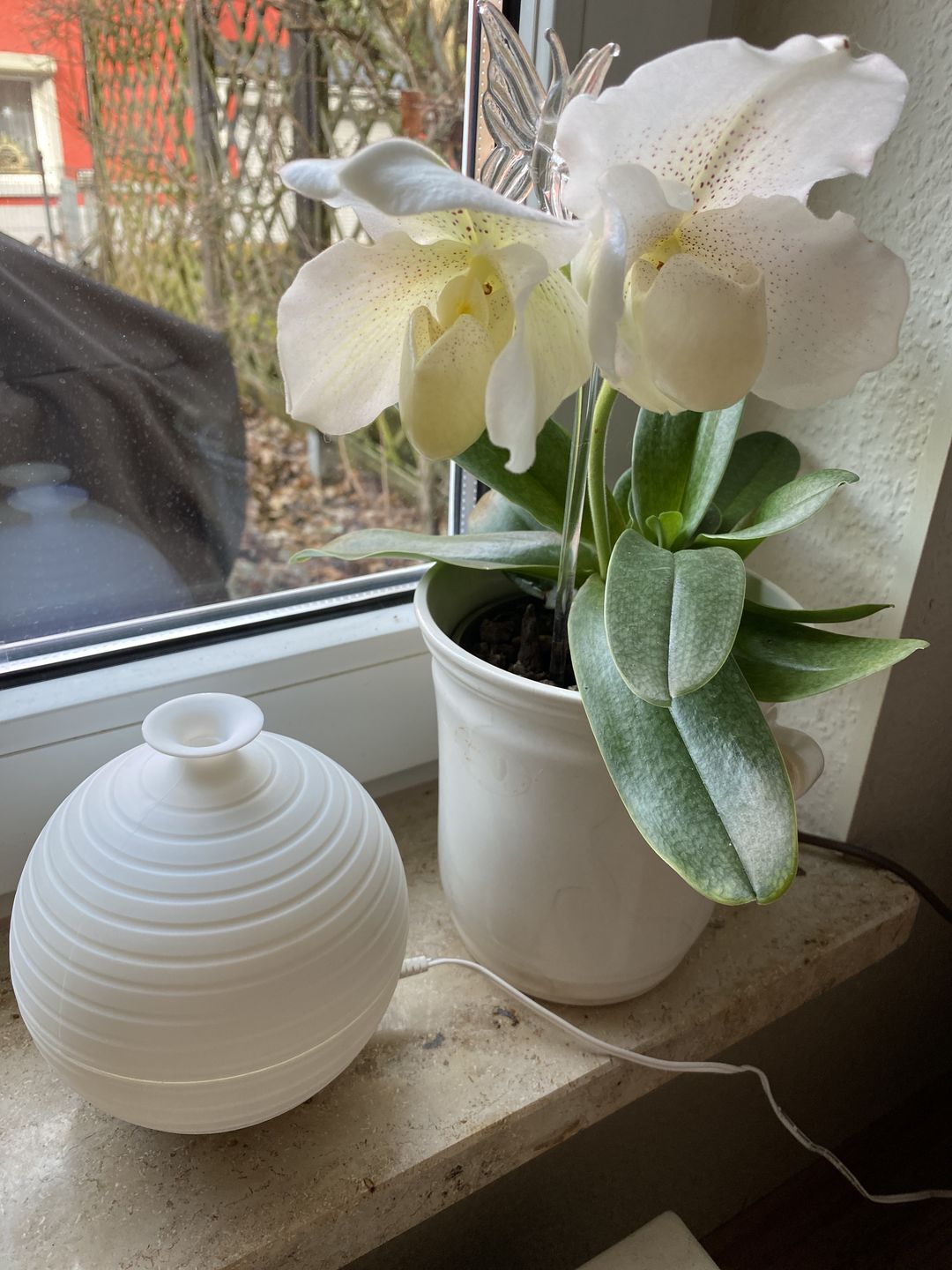 Customer photo review of Frauenschuh Orchidee White Lady