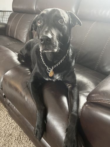 Customer photo review of Polkadog